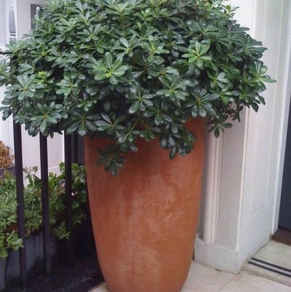 Meet your Posher, Cpreciado - Picture 1 of 1